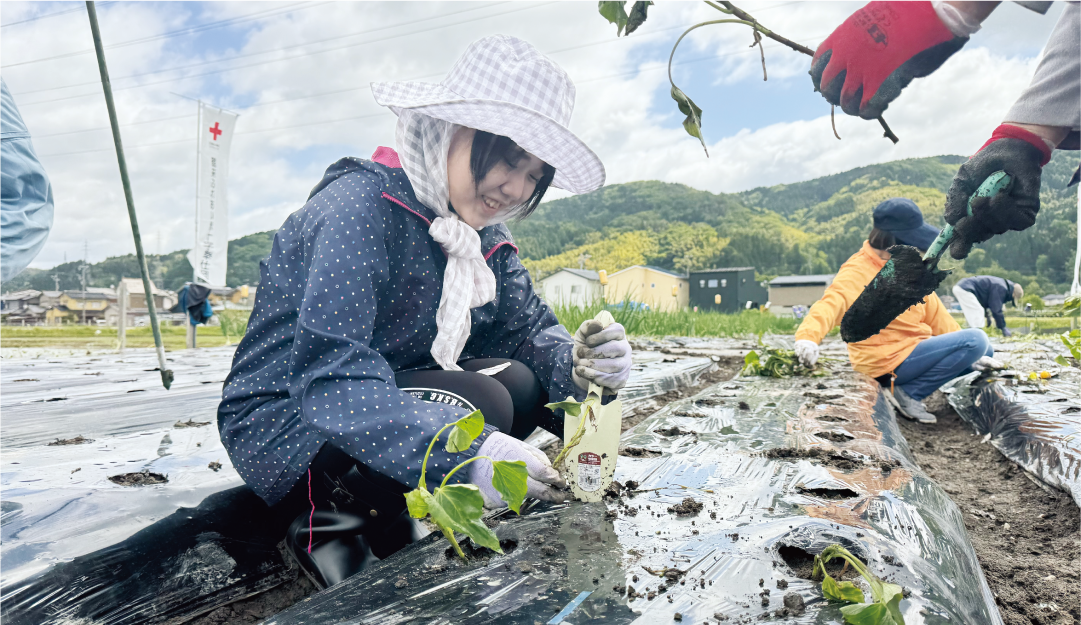 石川県　サツマイモの苗植えの様子
