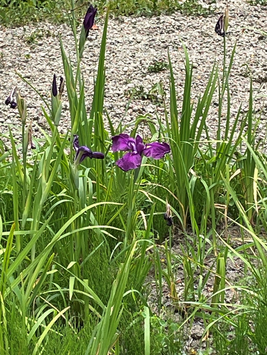 あやめが咲いています