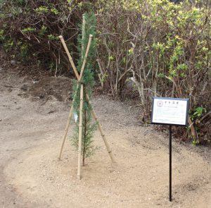 ④病院正面玄関前駐車場付近に植えられたイトスギ
