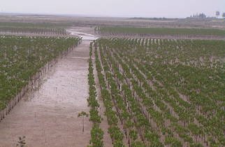 1.植林して間もないころのマングローブ２