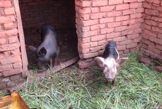 マラウイで飼育されている豚.jpgのサムネイル画像