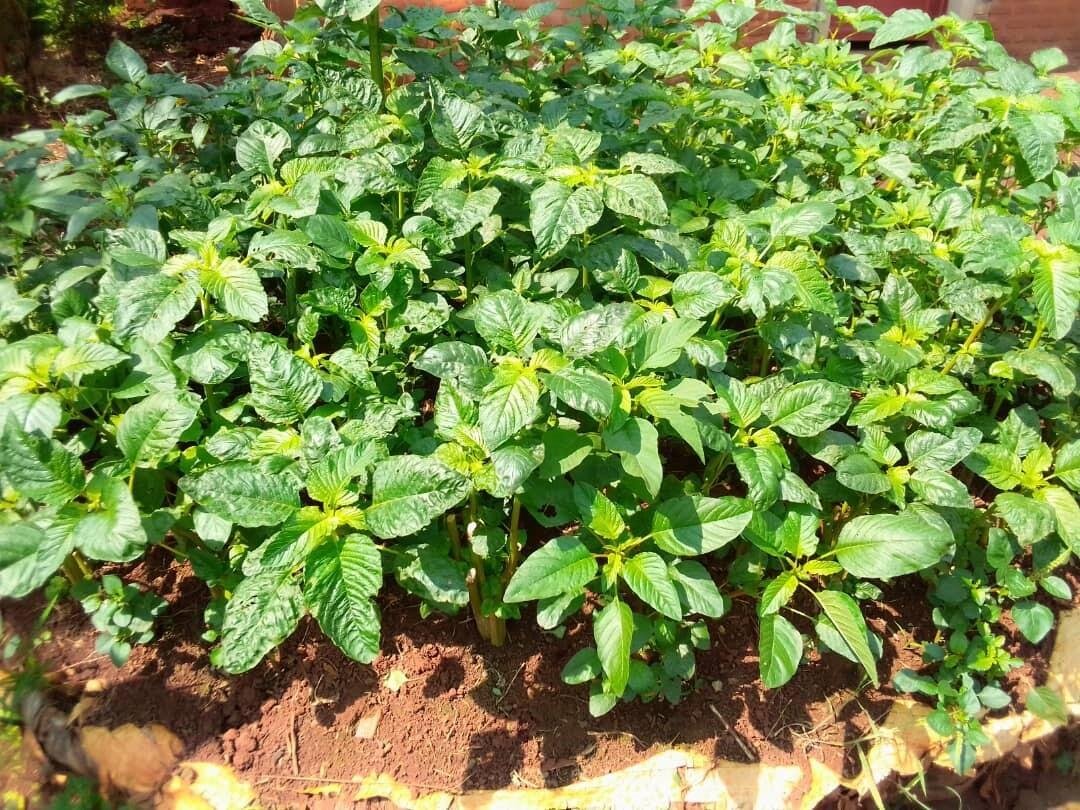 家庭菜園で育てている野菜