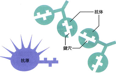 血液の基礎知識｜関連情報｜医薬品情報｜日本赤十字社
