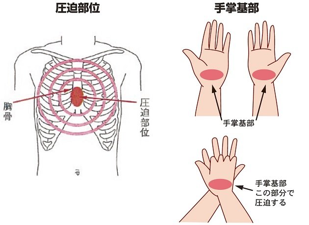 心肺蘇生 講習の内容について 講習について 日本赤十字社